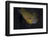 Golden Damselfish, Fiji-Stocktrek Images-Framed Photographic Print