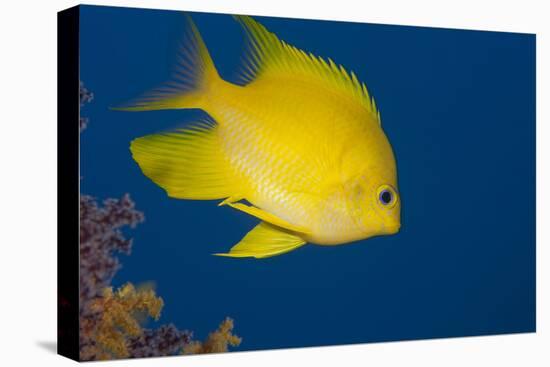 Golden Damselfish, Side View, Fiji-Stocktrek Images-Stretched Canvas