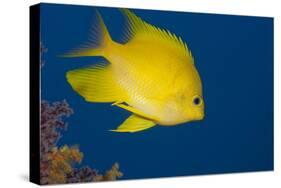 Golden Damselfish, Side View, Fiji-Stocktrek Images-Stretched Canvas