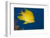 Golden Damselfish, Side View, Fiji-Stocktrek Images-Framed Premium Photographic Print