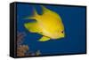 Golden Damselfish, Side View, Fiji-Stocktrek Images-Framed Stretched Canvas