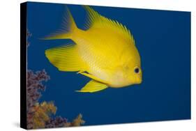 Golden Damselfish, Side View, Fiji-Stocktrek Images-Stretched Canvas