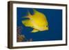 Golden Damselfish, Side View, Fiji-Stocktrek Images-Framed Photographic Print