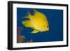 Golden Damselfish, Side View, Fiji-Stocktrek Images-Framed Photographic Print