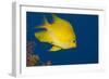 Golden Damselfish, Side View, Fiji-Stocktrek Images-Framed Photographic Print