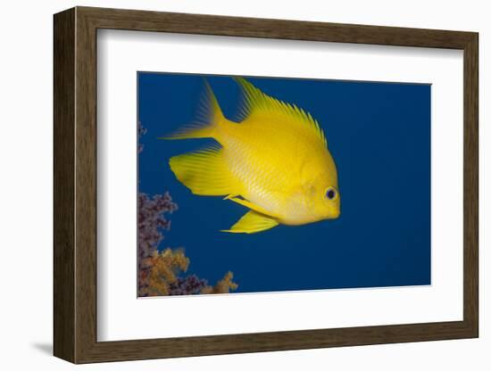 Golden Damselfish, Side View, Fiji-Stocktrek Images-Framed Photographic Print