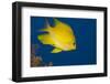 Golden Damselfish, Side View, Fiji-Stocktrek Images-Framed Photographic Print