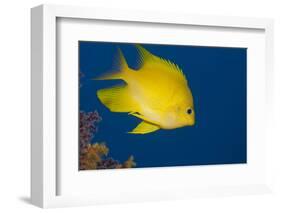 Golden Damselfish, Side View, Fiji-Stocktrek Images-Framed Photographic Print