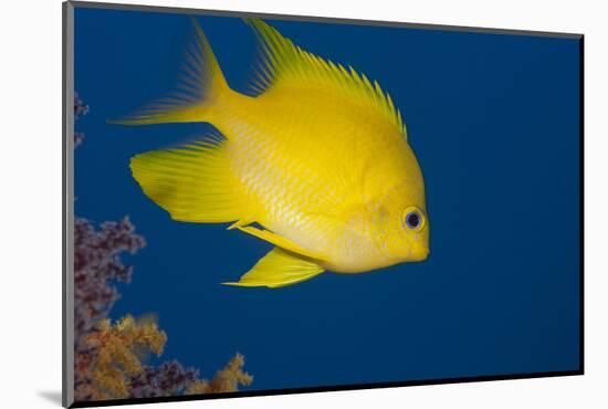 Golden Damselfish, Side View, Fiji-Stocktrek Images-Mounted Photographic Print