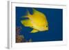 Golden Damselfish, Side View, Fiji-Stocktrek Images-Framed Photographic Print