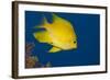 Golden Damselfish, Side View, Fiji-Stocktrek Images-Framed Photographic Print