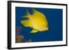 Golden Damselfish, Side View, Fiji-Stocktrek Images-Framed Photographic Print