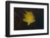 Golden Damselfish Swimming in Soft Coral, Fiji-Stocktrek Images-Framed Photographic Print