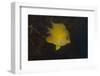 Golden Damselfish Swimming in Soft Coral, Fiji-Stocktrek Images-Framed Photographic Print