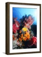 Golden Damselfish-Georgette Douwma-Framed Photographic Print