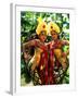 Golden Dancers in Traditional Dress, Bali, Indonesia-Bill Bachmann-Framed Photographic Print