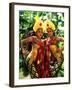 Golden Dancers in Traditional Dress, Bali, Indonesia-Bill Bachmann-Framed Photographic Print