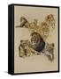 Golden Days-Barbara Keith-Framed Stretched Canvas