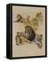 Golden Days-Barbara Keith-Framed Stretched Canvas