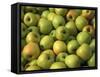 Golden Delicious Apples-Steve Terrill-Framed Stretched Canvas