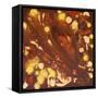 Golden Dragon V-Hilary Winfield-Framed Stretched Canvas