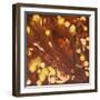 Golden Dragon V-Hilary Winfield-Framed Giclee Print