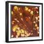 Golden Dragon V-Hilary Winfield-Framed Giclee Print