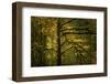 Golden Drops-Enrico Fossati-Framed Photographic Print