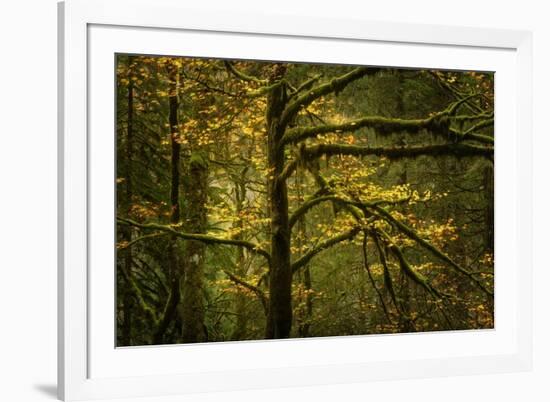 Golden Drops-Enrico Fossati-Framed Photographic Print