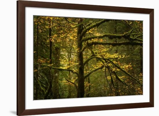 Golden Drops-Enrico Fossati-Framed Photographic Print