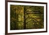 Golden Drops-Enrico Fossati-Framed Photographic Print