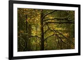 Golden Drops-Enrico Fossati-Framed Photographic Print