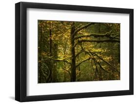 Golden Drops-Enrico Fossati-Framed Premium Photographic Print