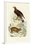 Golden Eagle, 1833-39-null-Framed Giclee Print