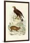 Golden Eagle, 1833-39-null-Framed Giclee Print