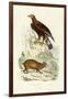 Golden Eagle, 1833-39-null-Framed Giclee Print