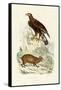 Golden Eagle, 1833-39-null-Framed Stretched Canvas