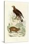 Golden Eagle, 1833-39-null-Stretched Canvas