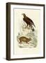 Golden Eagle, 1833-39-null-Framed Giclee Print