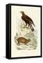 Golden Eagle, 1833-39-null-Framed Stretched Canvas