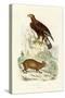 Golden Eagle, 1833-39-null-Stretched Canvas