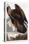 Golden Eagle, 1833-John James Audubon-Stretched Canvas