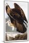 Golden Eagle, 1833-John James Audubon-Mounted Giclee Print