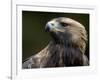 Golden Eagle, 4th Year Male, Scotland, UK-Niall Benvie-Framed Photographic Print