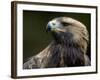 Golden Eagle, 4th Year Male, Scotland, UK-Niall Benvie-Framed Photographic Print