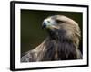 Golden Eagle, 4th Year Male, Scotland, UK-Niall Benvie-Framed Photographic Print