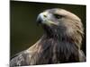 Golden Eagle, 4th Year Male, Scotland, UK-Niall Benvie-Mounted Photographic Print