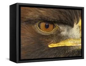 Golden Eagle Adult Portrait, Close up of Eye, Cairngorms National Park, Scotland, UK-Pete Cairns-Framed Stretched Canvas