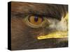 Golden Eagle Adult Portrait, Close up of Eye, Cairngorms National Park, Scotland, UK-Pete Cairns-Stretched Canvas