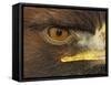 Golden Eagle Adult Portrait, Close up of Eye, Cairngorms National Park, Scotland, UK-Pete Cairns-Framed Stretched Canvas